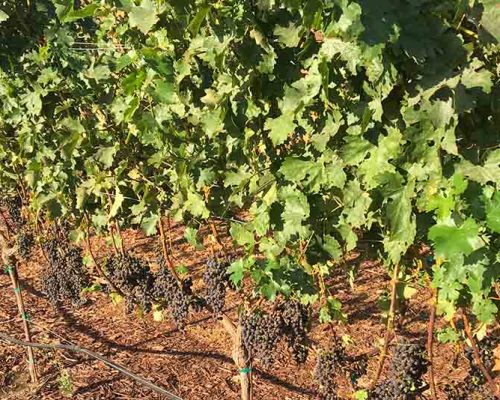 Grapevines in a California vineyard